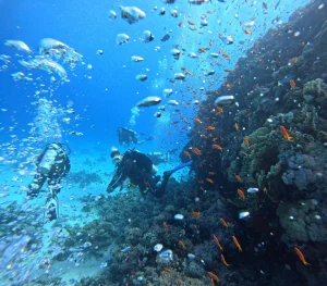Professional Diving